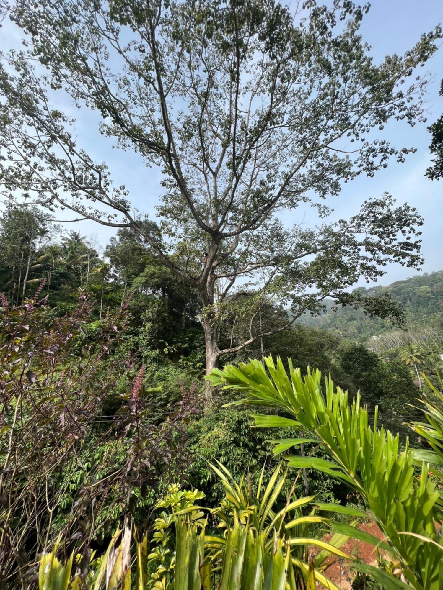 Mount Court Munnar 호텔 외부 사진